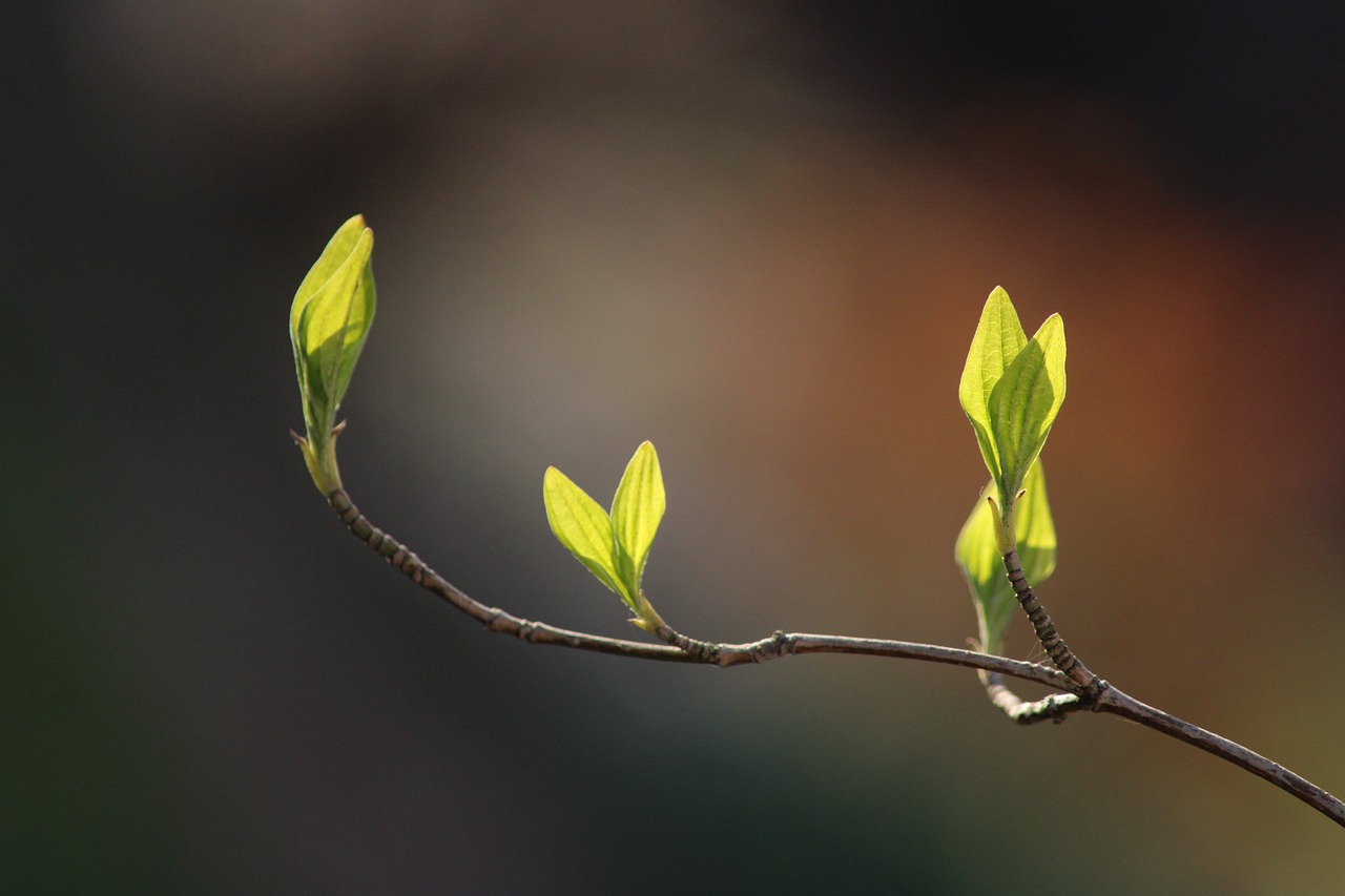 branch, leaves, spring-4986338.jpg